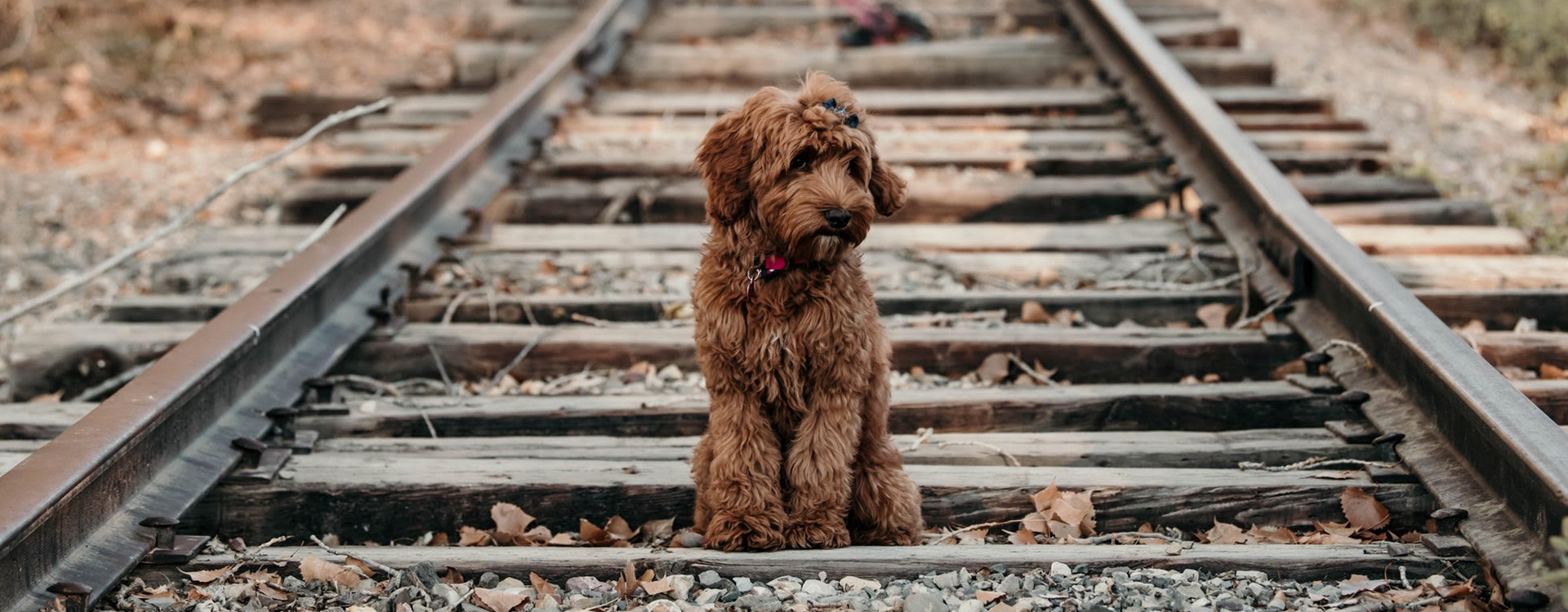 Australian Rose Country Labradoodles
